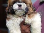 Shih Tzu Male Puppies