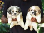 Shih Tzu Male Puppies