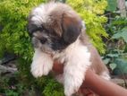 Shih Tzu Male Puppies