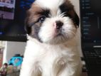 Shih Tzu Male Puppies
