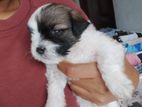 Shih Tzu Male Puppies