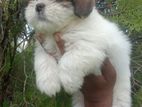 Shihtzu Puppy