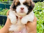 Shih Tzu male puppy