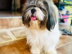 Shih Tzu Male Puppy for Crossing
