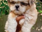 ShihTzu Male Puppy