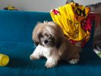 Shih Tzu Male Puppy