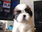 Shih Tzu Male Puppy
