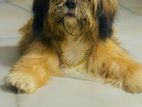 Shih Tzu Male Puppy