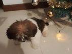 Shih Tzu Male Puppy