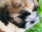 Shih Tzu Male Puppy