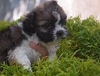Shih Tzu Male Puppy