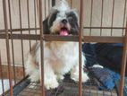 Shih Tzu Male Puppy
