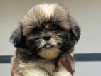 Shih-Tzu Male Puppy