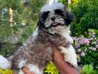 Shih Tzu Male Puppy