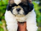 Shih Tzu Male Puppy
