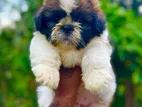 Shih Tzu Male Puppy