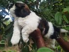Shih Tzu Male Puppy