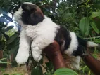 Shih Tzu Male Puppy