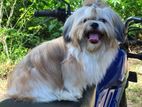 Shih Tzu Male Puppy