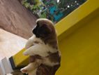 Shih Tzu Male Puppy