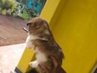 Shih Tzu Male Puppy