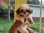 Shih Tzu Male Puppy