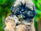 Shih Tzu Puppies