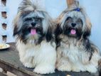 Shih Tzu Male Puppy