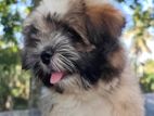 Shih Tzu Male Puppy