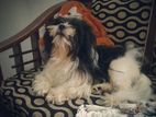 Shih Tzu Male Stud Service