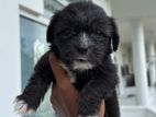 Shih Tzu mix