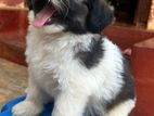 Shih Tzu Mixed Puppies