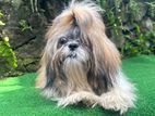 Shih Tzu (One Side Imported) Puppy