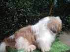 Shih Tzu Puppies