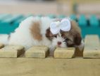 shih tzu පැටව්න්