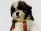 Shih Tzu පැටවුන්