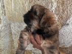 Shih Tzu පැටවුන්