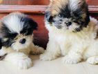 Shih Tzu Pappies