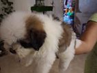 Shih Tzu Puppies
