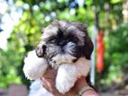 Shih Tzu Puppies