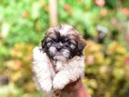 Shih tzu Puppies