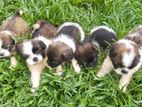 Shih tzu Puppies