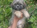 Shih Tzu Puppy
