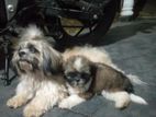 Shih Tzu Puppies