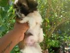 Shih Tzu Puppy