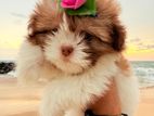 Shih Tzu Puppies
