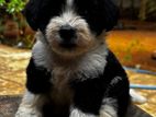 Shih tzu Pommanerian mixed