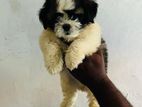 Shih Tzu Puppies