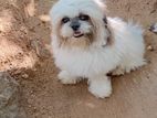 Shih Tzu Puppy