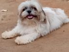 Shih Tzu Puppy